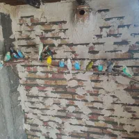 مرغ عشق|پرنده|ارس, |دیوار