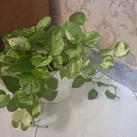 تعدادی گل وگیاه  فروشی