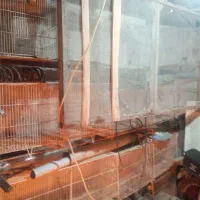 تعداد قفس پرنده