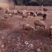 فروش میش بره دار و آبستن|حیوانات مزرعه|کازرون, |دیوار