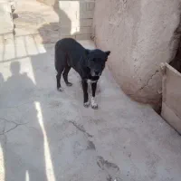 فروشی|سگ|باروق, |دیوار