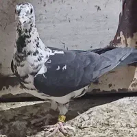 سینه سفید ماده