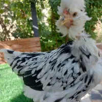 جوجه گلین گردن لخت چهل تاج و ریشو مشکی خال سوزنی|حیوانات مزرعه|خمینی‌شهر, |دیوار