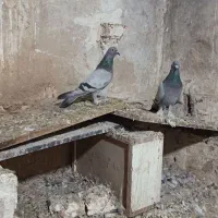 ترکیه جفت
