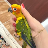 جوجه طوطی نر خورشیدی دوماهه رام|پرنده|لنگرود, |دیوار
