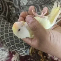 فروش کوتوله ، گرینچیک و عروس هلندی|پرنده|زابل, |دیوار