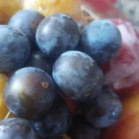 آلو|خوردنی و آشامیدنی|اراک, |دیوار