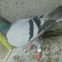 کبوتر پرشی کفتر