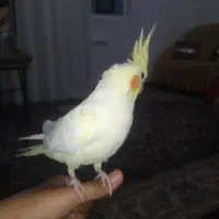 عروس هلندی گمشده