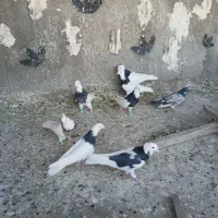 کفتر|پرنده|محمدیه-قزوین, |دیوار
