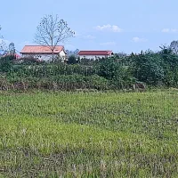 زمین-کشاورزی-شالیزار-بر-جاده-12متری-کد522