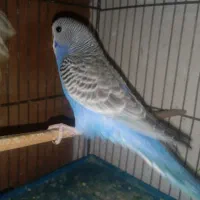 تعدادی مرغ عشق جوجه سرحال وزیبا ودستی|پرنده|بروجرد, |دیوار