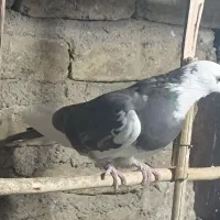 کبوتر کهنه آس و جوجه|پرنده|ورامین, شهرک مدرس|دیوار