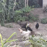 مرغ رسمی