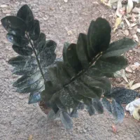 زاموفیلیا بلک