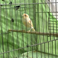 قناری نر و ماده