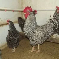 جوجه شترمرغ وماندارین|حیوانات مزرعه|رشت, بلوار گیلان|دیوار