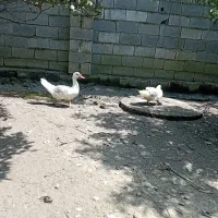 اردک اسرائیلی