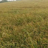 چلتوک برای فروش ( عکس چند روز پیشه)