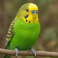 V. P. N برای کالاف الان