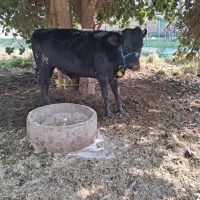 گوساله نر چاق|حیوانات مزرعه|جیرفت, |دیوار