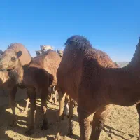 شتر هاشی بلوون دورگه چاق بدون شکم|حیوانات مزرعه|بافق, |دیوار