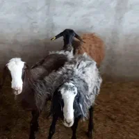 میش اصیل شال و افشار
