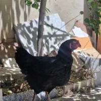 فروش مرغ