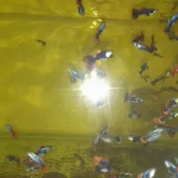 ماهی  زبرا گوپی کت|ماهی|مشهد, کاظم آباد|دیوار