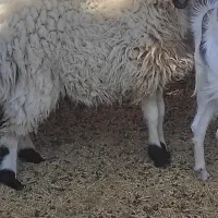 بره نر|حیوانات مزرعه|کشکوئیه, |دیوار