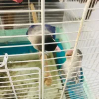 طوطی برزیلی و عروس هلندی