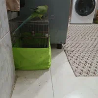 طوطی ملنگو جوجه نر پنج ماهه|پرنده|شهریار, شهرک بهاران (ویره)|دیوار