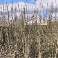 قلم صنوبر|گل و گیاه طبیعی|رشت, آب و برق|دیوار