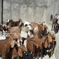 بز فروشی