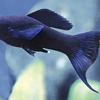 ماهی آکواریوم مولی دم عقربی مشکی و کالر ویدو