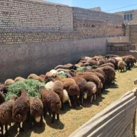 گوسفند زنده (ویژه ماه صفر)