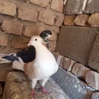 کبوتر|پرنده|سرایان, |دیوار