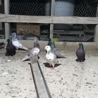 کفتر پرشی میل زن