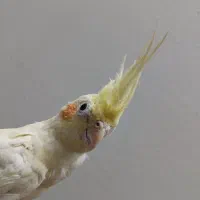 عروس هلندی لوتینو|پرنده|اصفهان, منتظرالمهدی|دیوار