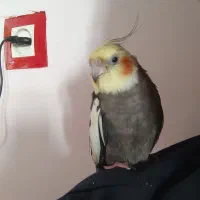 عروس هلندی گم شده