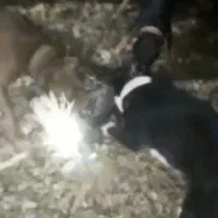سگ شکاری