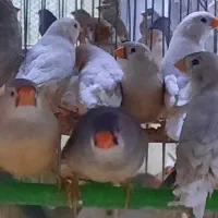 فنچ فائو اورنج تعداد|پرنده|اردبیل, |دیوار