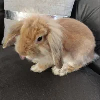 دوتا خرگوش لپ دوتاش باهم۵۰۰