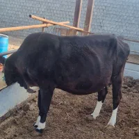 گاو وگوساله نر  خارجی