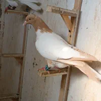 کفتر بوم ابلغ افغانی.