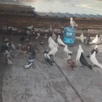 کفتر جون )اگهی را بخونید لطفا(|پرنده|یزد, |دیوار