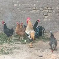 مرغ و خروس در حمیدیه