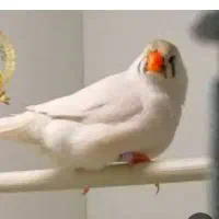 ۶تا فنچ کینگ معاوضه میکنم با...