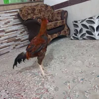 خروس لاری ۴دنگ