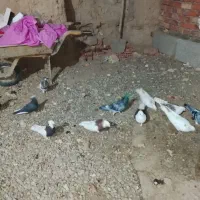 فروش کبوتر|پرنده|فهرج, |دیوار